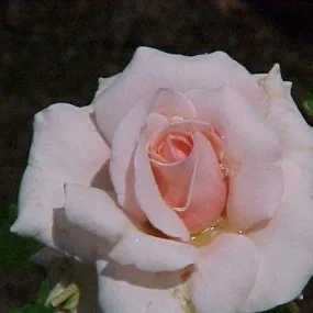 Beautiful Rosa Auguste Renoir Rose Plant - Buy Now!