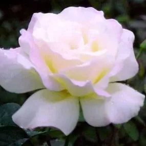 Bring a Burst of Color to Your Garden with Our Rosa Garden Party Rose Plant