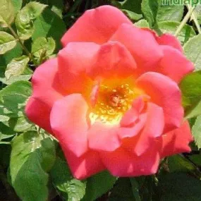Bring Joy to Your Garden with the Rosa Lustige Rose Plant