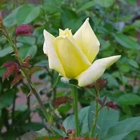 Bring the Beauty of Rose Landora to Your Garden - Shop Now