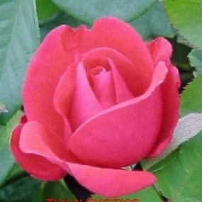 Buy a Stunning Rosa Amalia Rose Plant - Enhance Your Garden Today!
