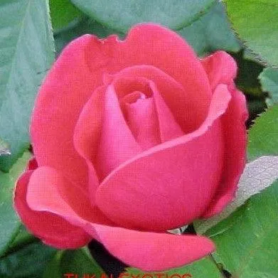 Buy a Stunning Rosa Amalia Rose Plant - Enhance Your Garden Today!