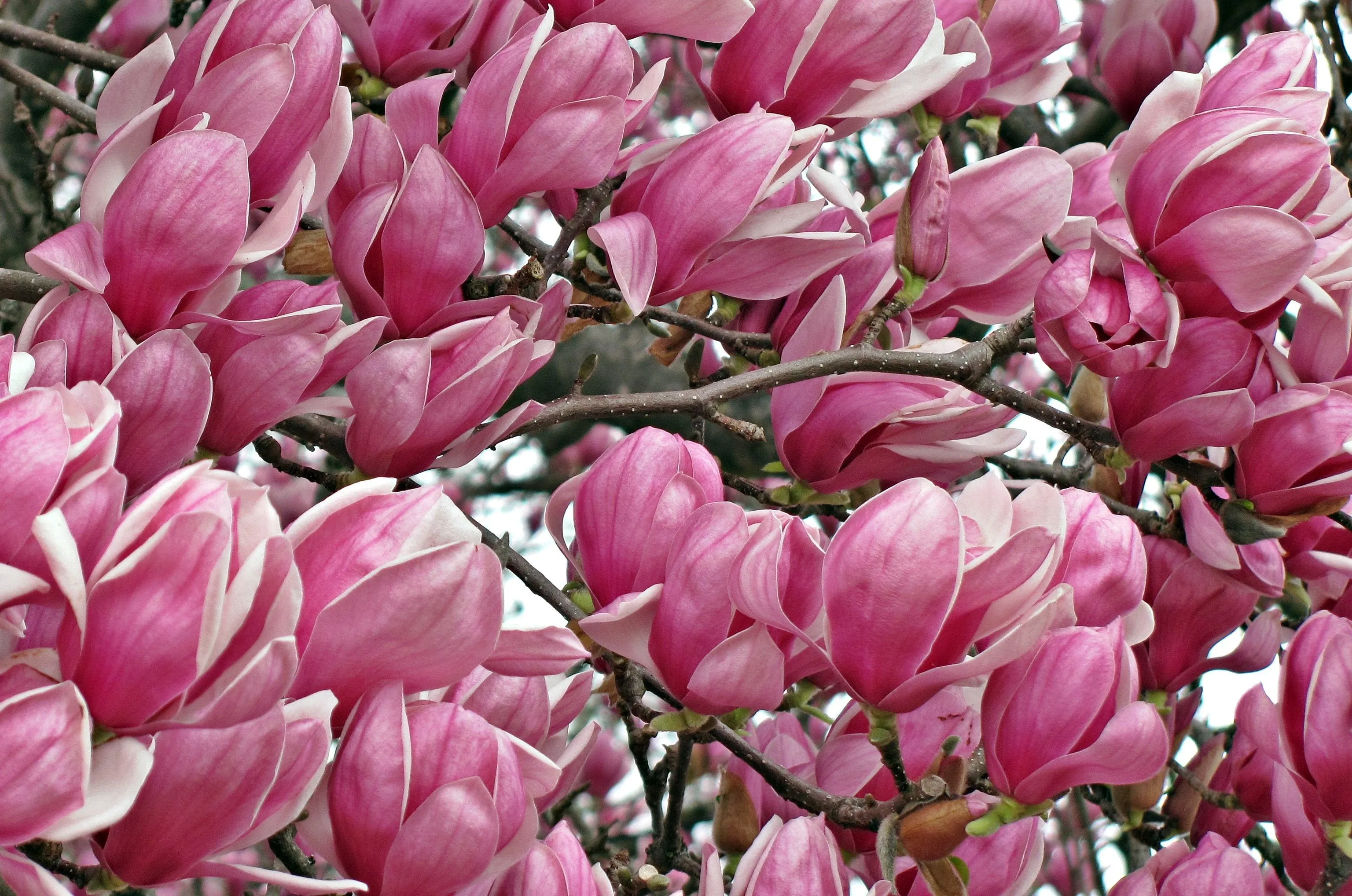 Saucer Magnolia Magnolia x soulangiana 20 Seeds  USA Company