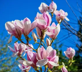 Saucer Magnolia Magnolia x soulangiana 20 Seeds  USA Company