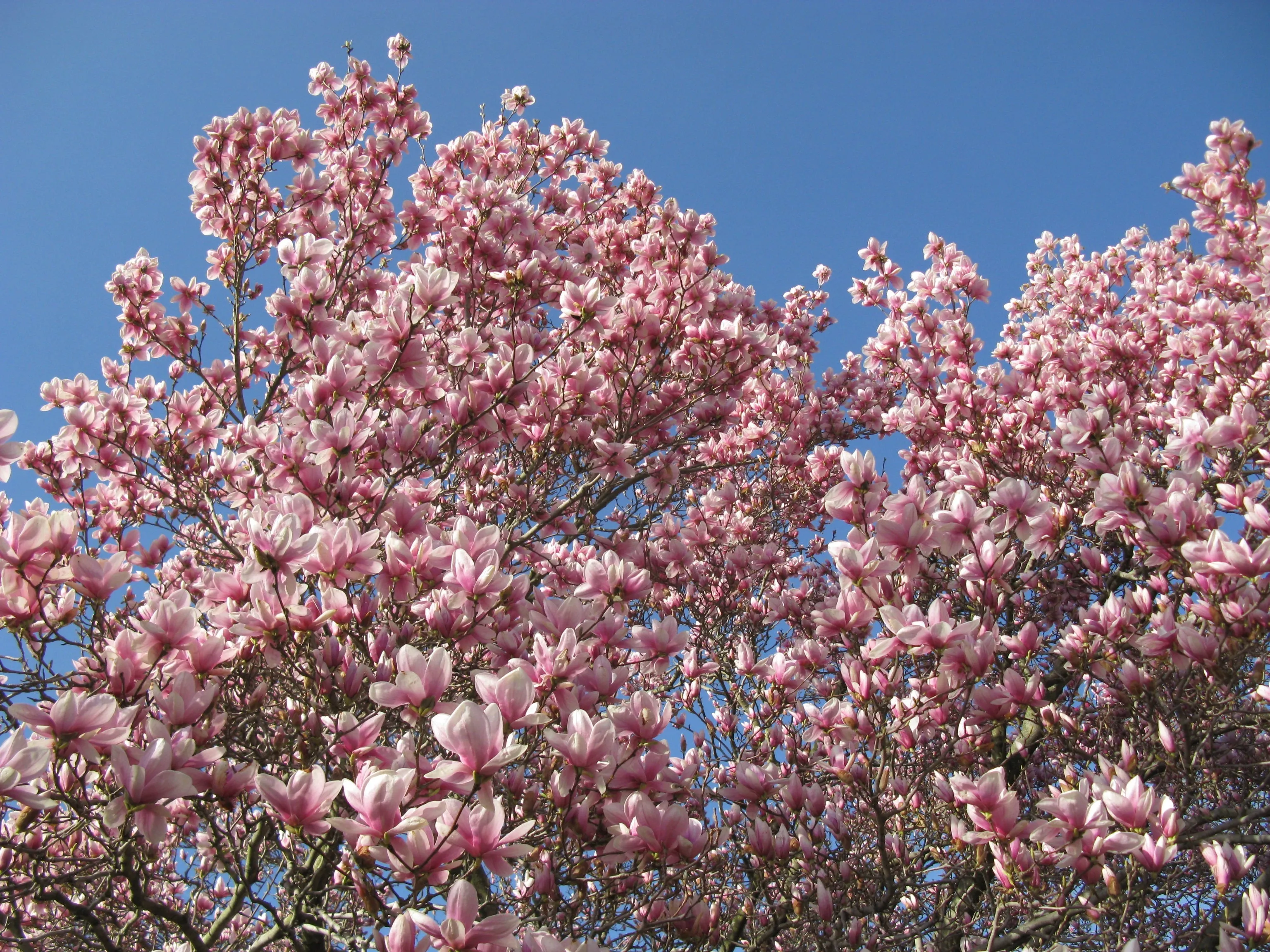 Saucer Magnolia Magnolia x soulangiana 20 Seeds  USA Company
